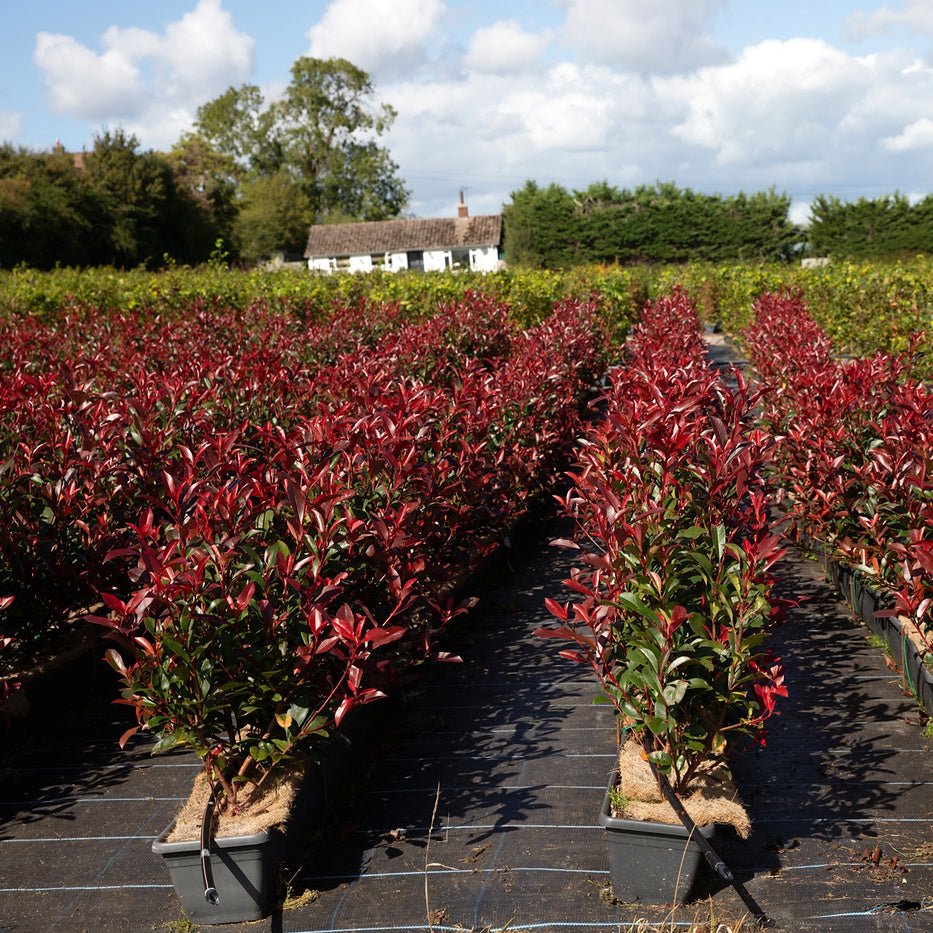 Photinia Red Robin Instant Hedge 50–60cm, 1m Trough – Evergreen - Impact Hedging