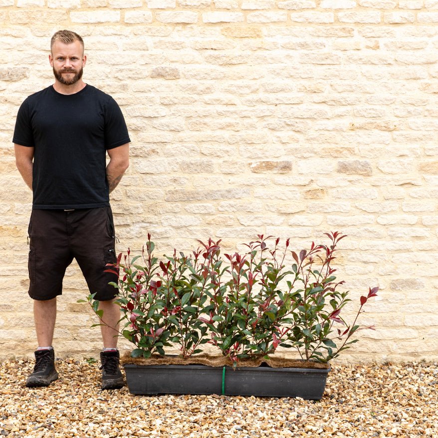 Photinia Red Robin Instant Hedge 50–60cm, 1m Trough – Evergreen - Impact Hedging