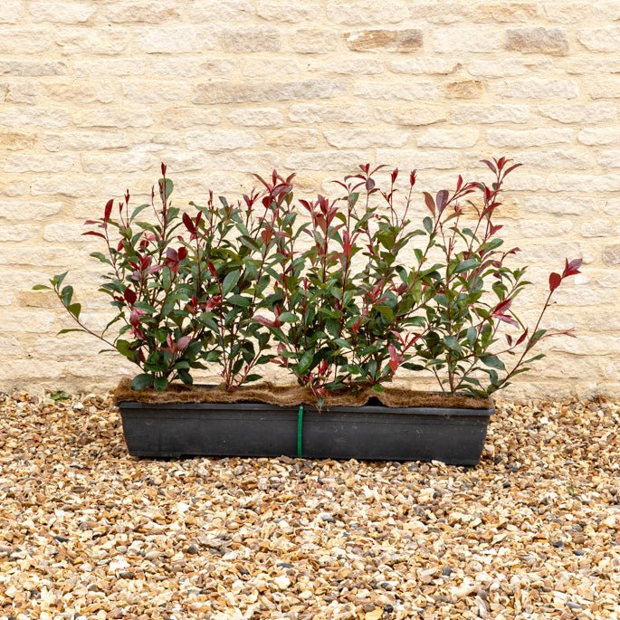 Photinia Red Robin Instant Hedge 50–60cm, 1m Trough – Evergreen - Impact Hedging