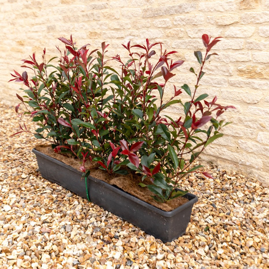 Photinia Red Robin Instant Hedge 50–60cm, 1m Trough – Evergreen - Impact Hedging