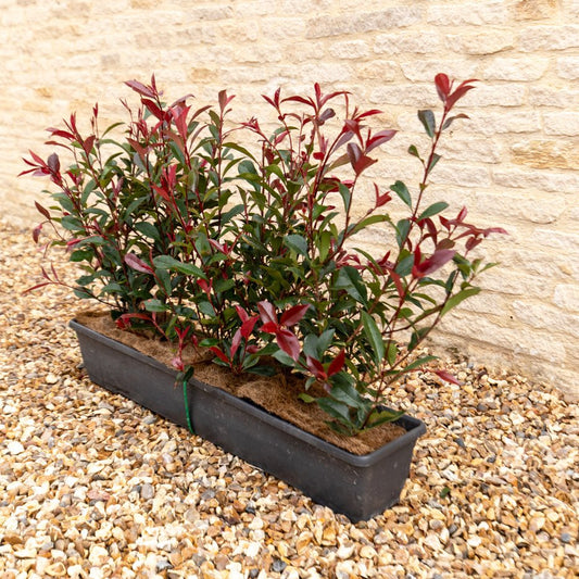 Photinia Red Robin Instant Hedge 50–60cm, 1m Trough – Evergreen - Impact Hedging