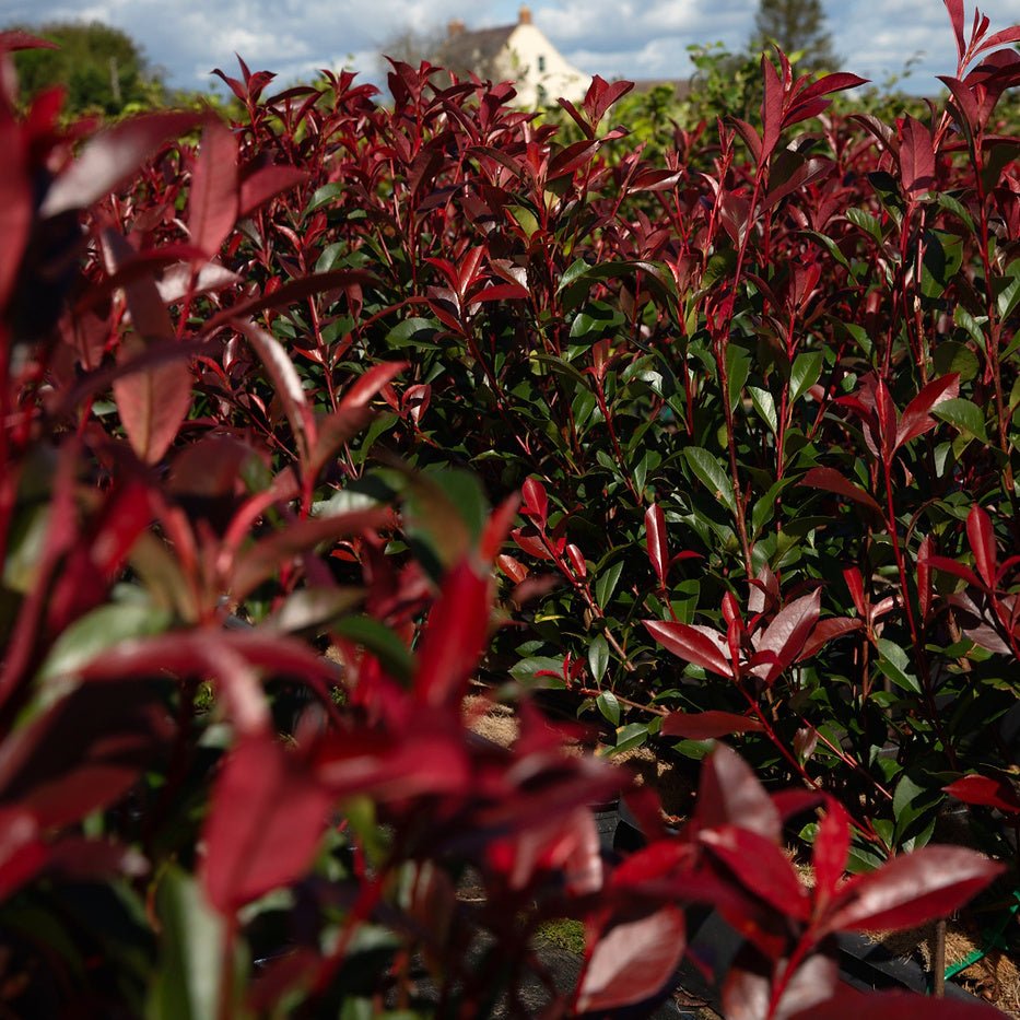 Photinia Red Robin Instant Hedge 50–60cm, 1m Trough – Evergreen - Impact Hedging
