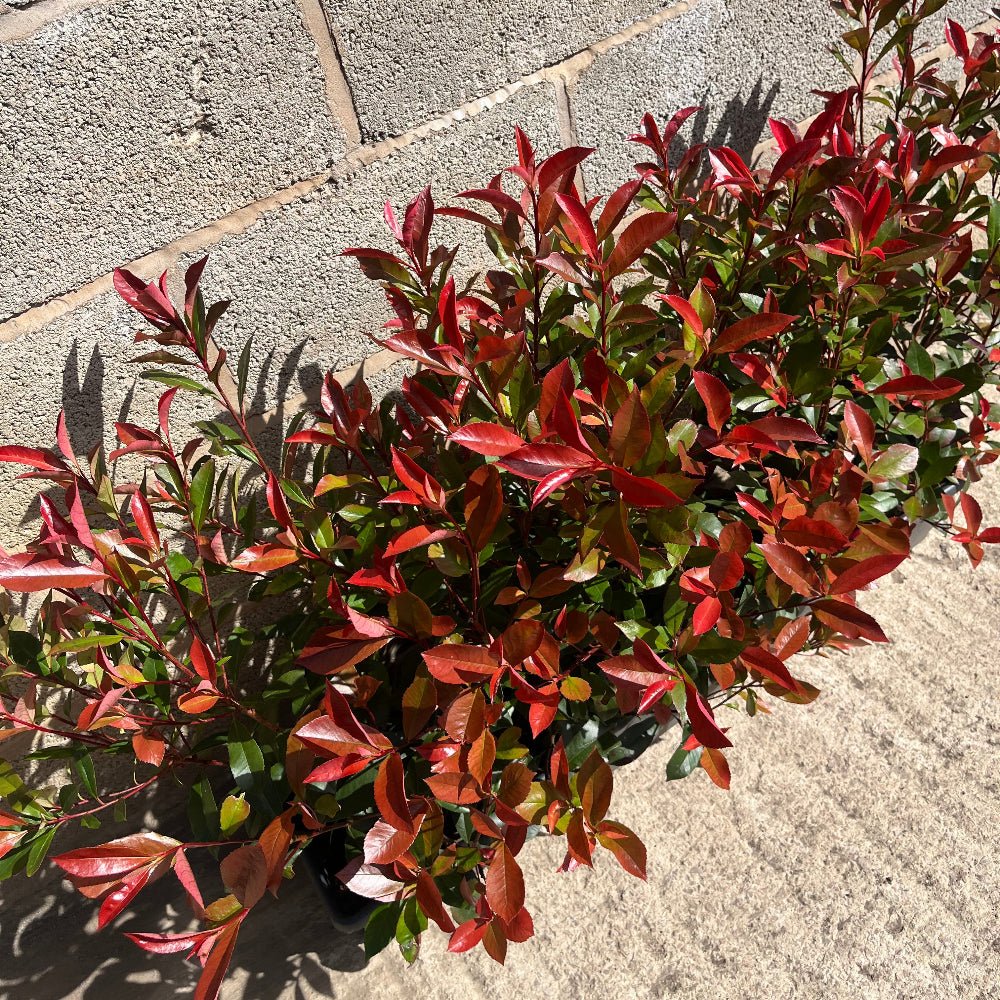 Photinia Red Robin Instant Hedge 60–80cm, 1m Trough – Evergreen - Impact Hedging