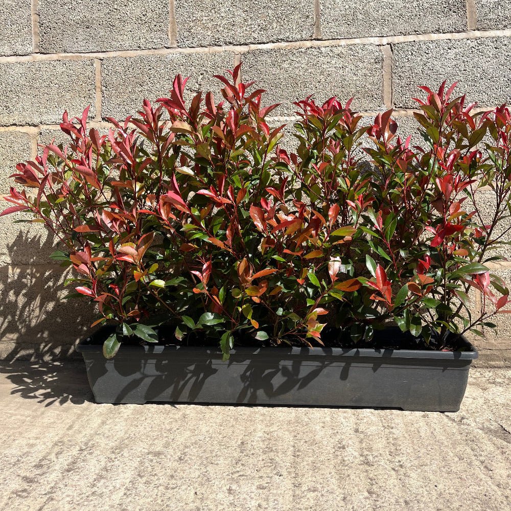 Photinia Red Robin Instant Hedge 60–80cm, 1m Trough – Evergreen - Impact Hedging