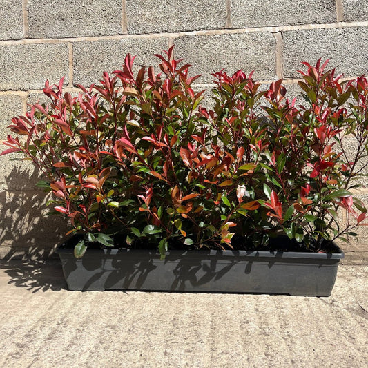 Photinia Red Robin Instant Hedge 60–80cm, 1m Trough – Evergreen - Impact Hedging