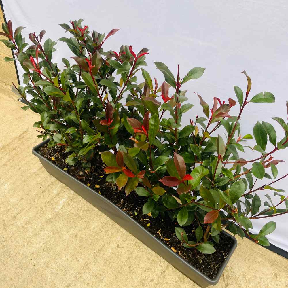 Photinia Red Robin Instant Hedge 60–80cm Trough – Evergreen - Impact Hedging