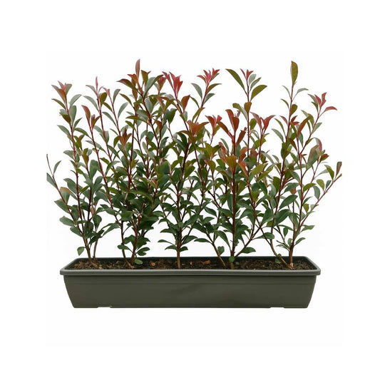 Photinia Red Robin Instant Hedge 60–80cm Trough – Evergreen - Impact Hedging