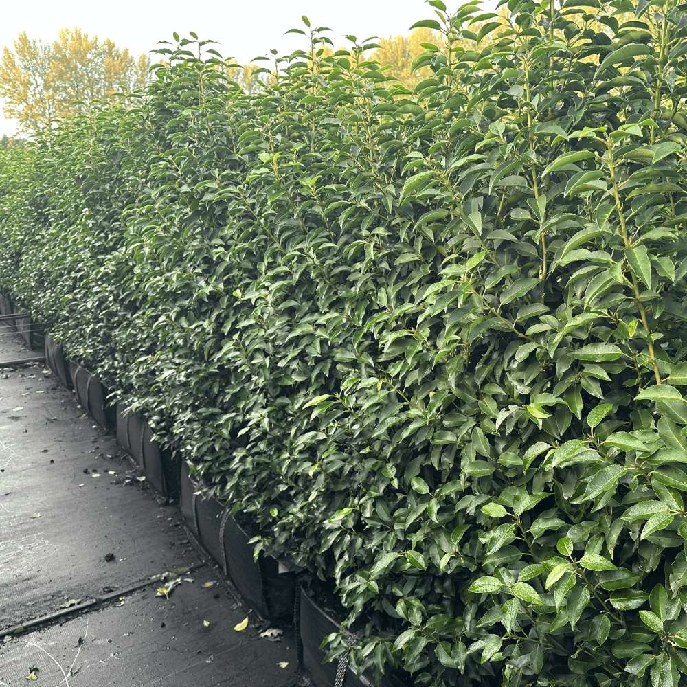 Portuguese Laurel Instant Hedge 140cm (4.5–5ft) Hedgebag – Evergreen - Impact Hedging