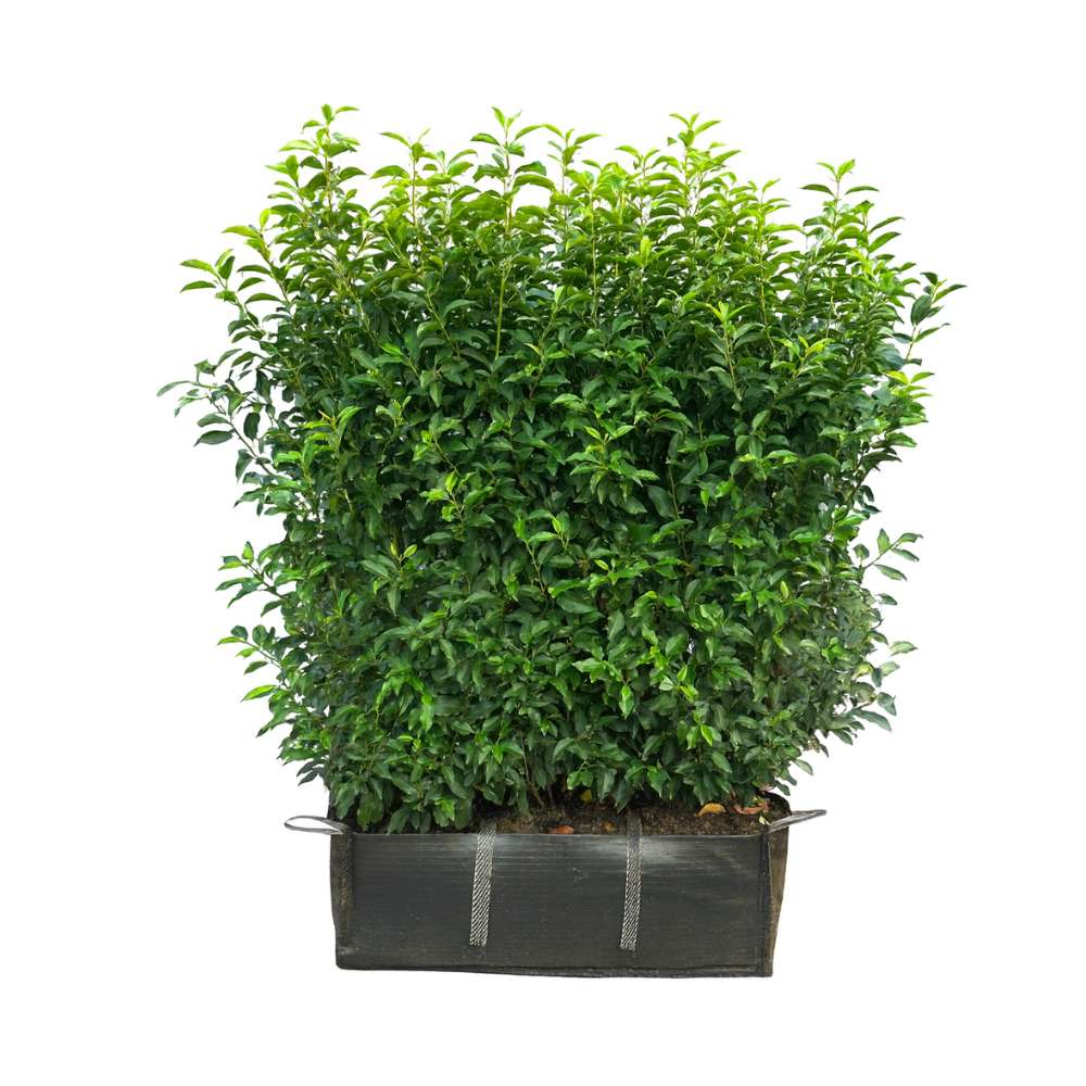 Portuguese Laurel Instant Hedge 140cm (4.5–5ft) Hedgebag – Evergreen - Impact Hedging