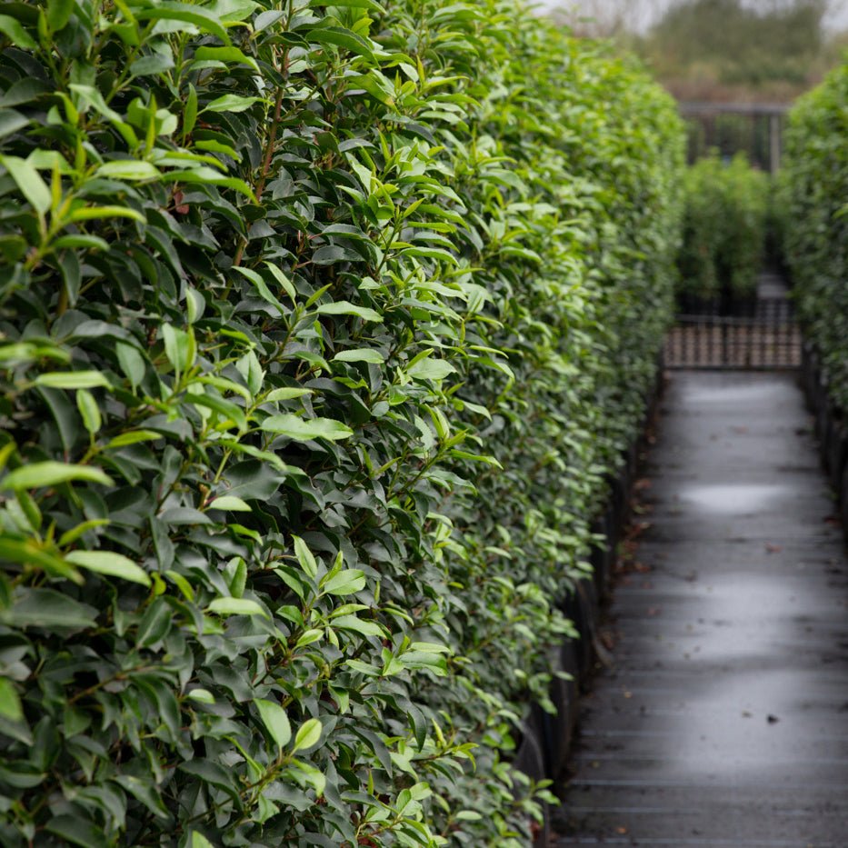 Portuguese Laurel Instant Hedge 150cm (5ft), 1m Hedgebag – Evergreen - Impact Hedging