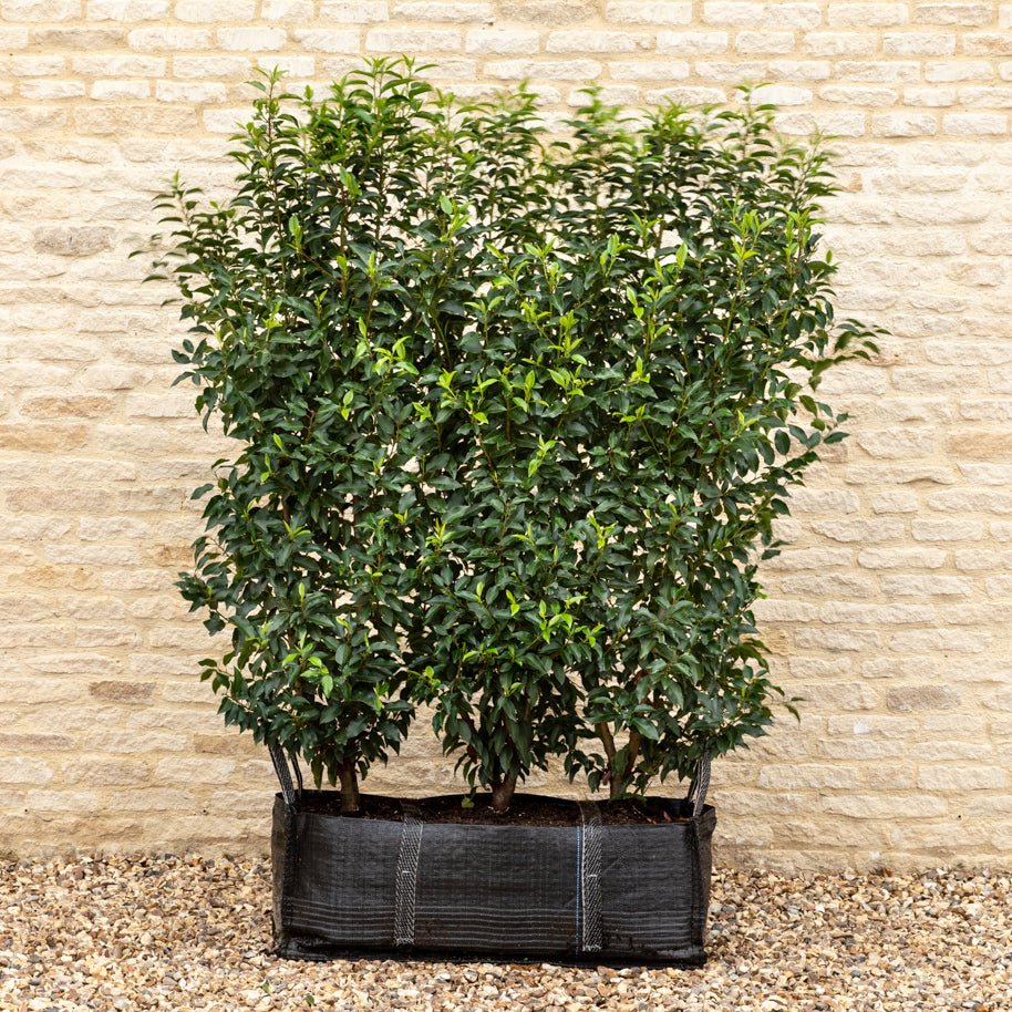 Portuguese Laurel Instant Hedge 150cm (5ft), 1m Hedgebag – Evergreen - Impact Hedging