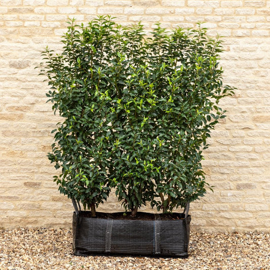 Portuguese Laurel Instant Hedge 150cm (5ft), 1m Hedgebag – Evergreen - Impact Hedging