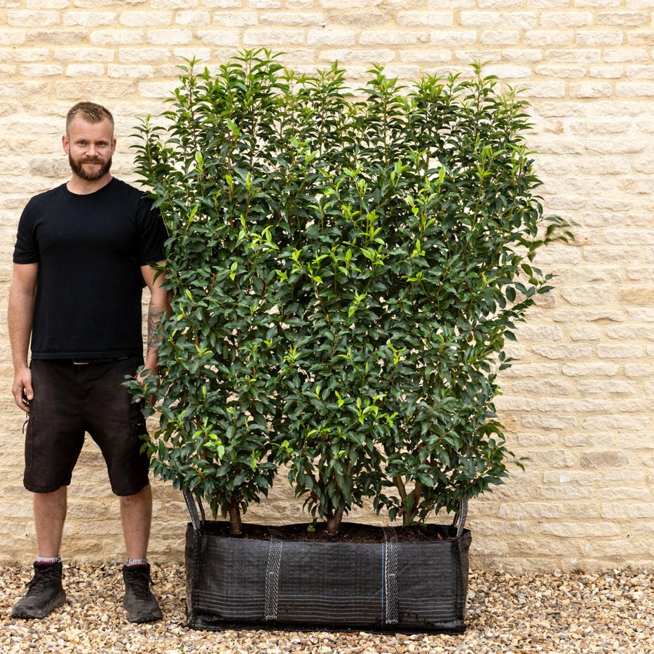 Portuguese Laurel Instant Hedge 150cm (5ft), 1m Hedgebag – Evergreen - Impact Hedging