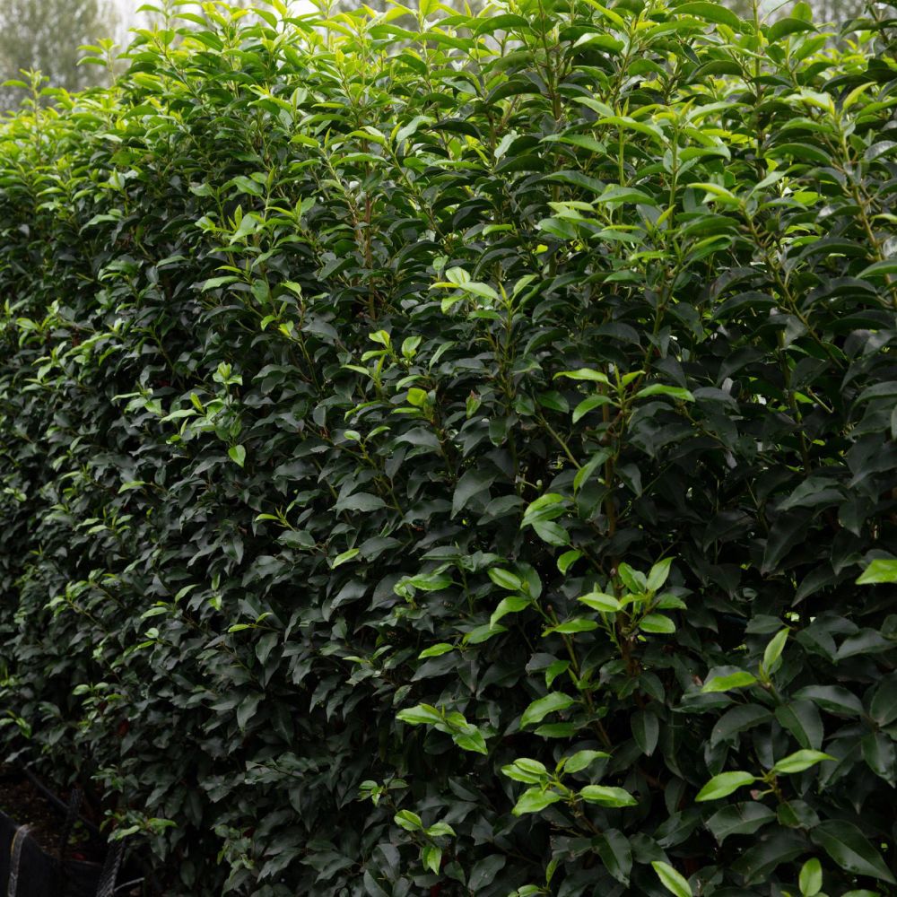 Portuguese Laurel Instant Hedge 150cm (5ft), 1m Hedgebag – Evergreen - Impact Hedging