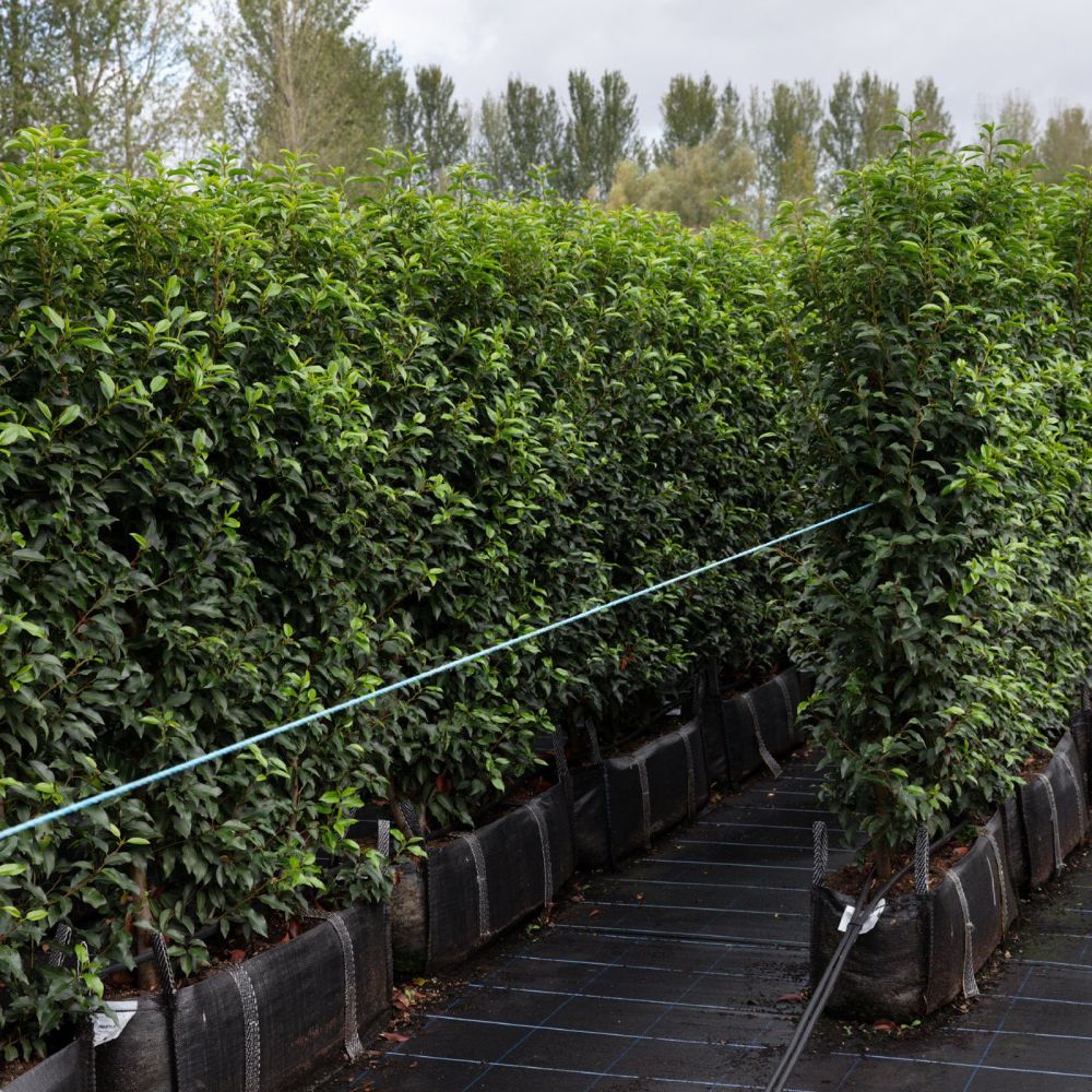 Portuguese Laurel Instant Hedge 150cm (5ft), 1m Hedgebag – Evergreen - Impact Hedging