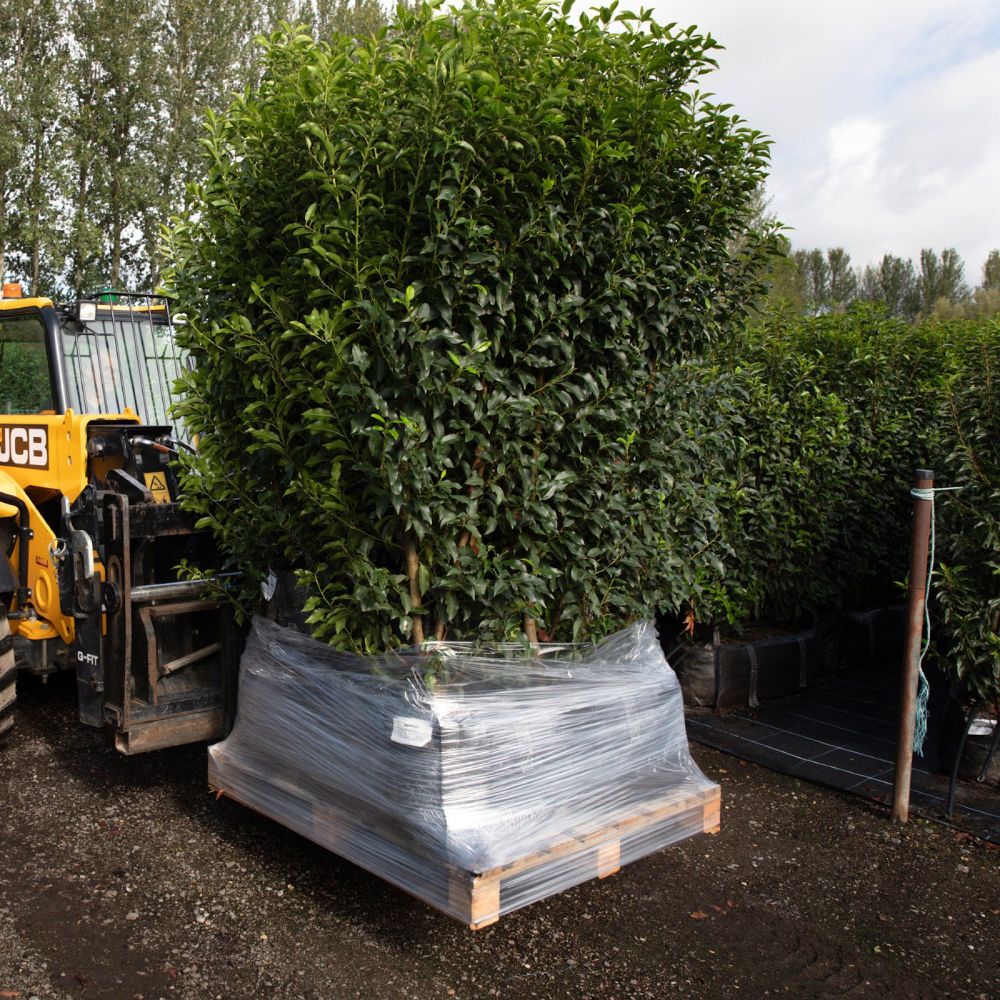 Portuguese Laurel Instant Hedge 150cm (5ft), 1m Hedgebag – Evergreen - Impact Hedging