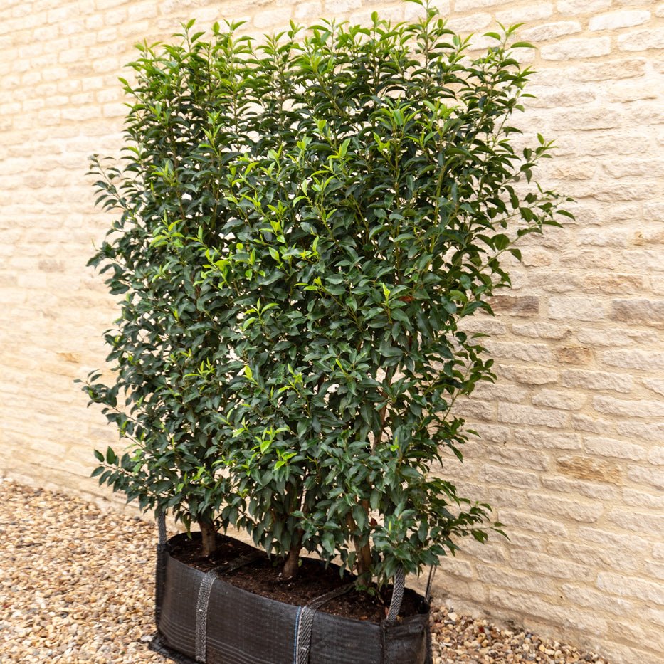 Portuguese Laurel Instant Hedge 150cm (5ft), 1m Hedgebag – Evergreen - Impact Hedging