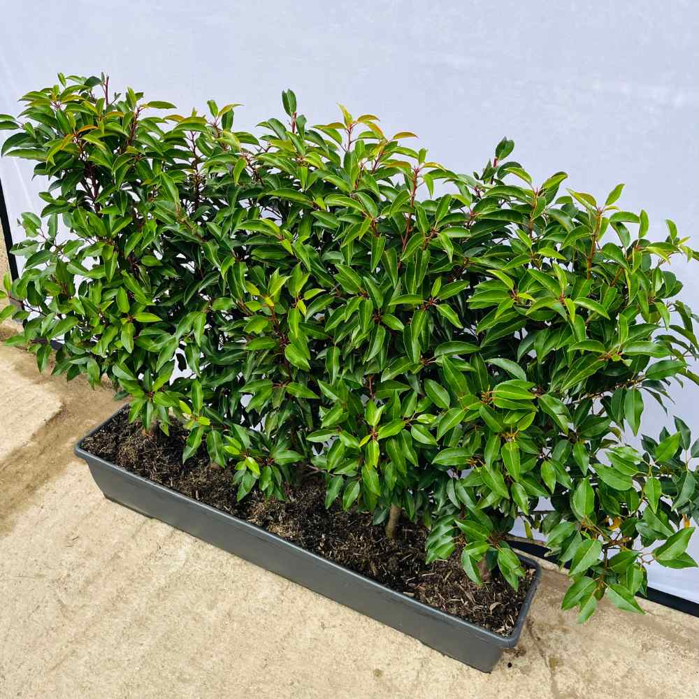 Portuguese Laurel Instant Hedge 70–90cm Trough – Evergreen - Impact Hedging