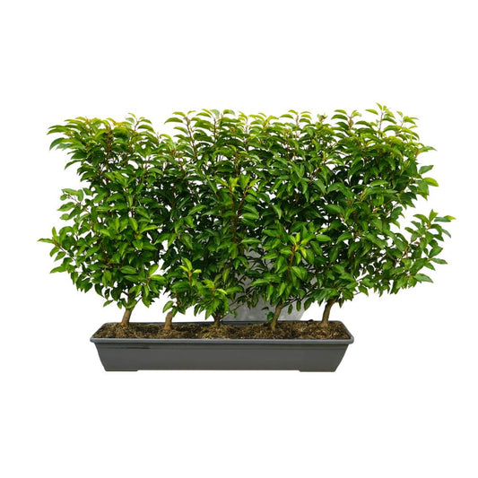 Portuguese Laurel Instant Hedge 70–90cm Trough – Evergreen - Impact Hedging
