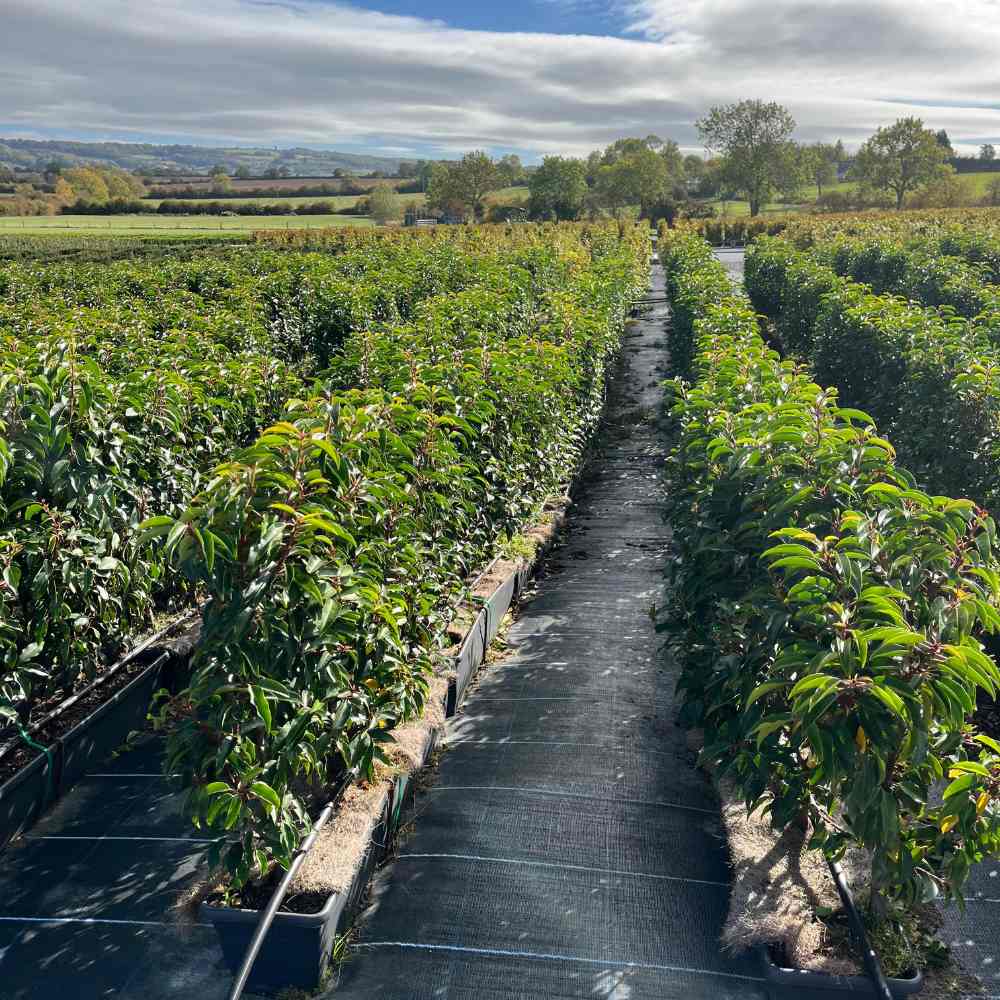 Portuguese Laurel Instant Hedge 70–90cm Trough – Evergreen - Impact Hedging