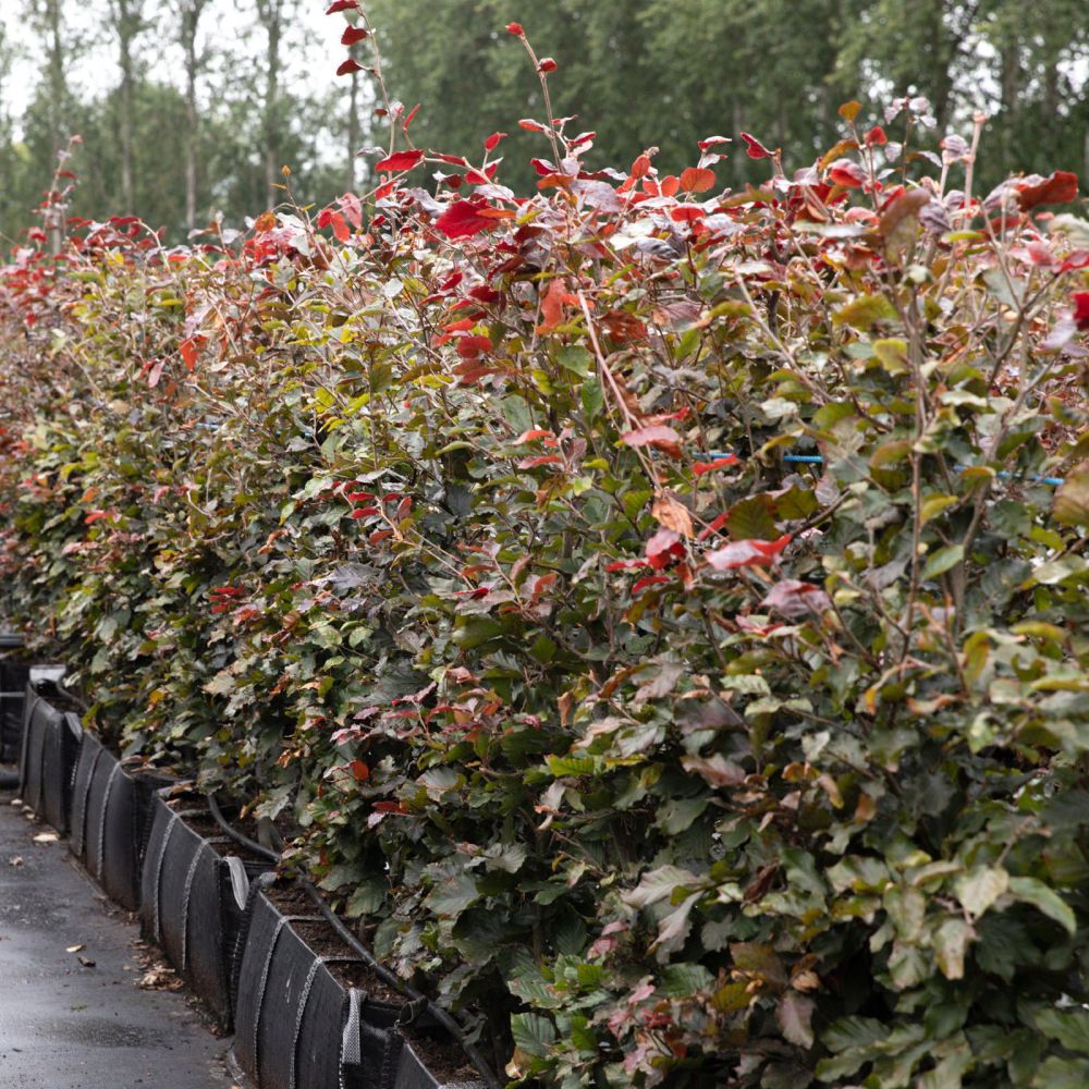 Purple Beech Instant Hedge 120cm (4ft), 1m Hedgebag – Deciduous - Impact Hedging