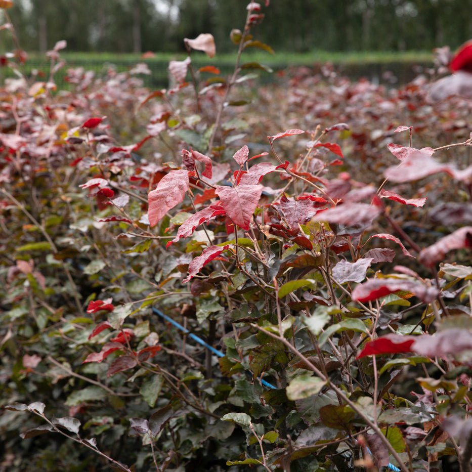 Purple Beech Instant Hedge 120cm (4ft), 1m Hedgebag – Deciduous - Impact Hedging