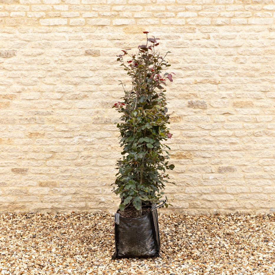Purple Beech Instant Hedge 120cm (4ft), 1m Hedgebag – Deciduous - Impact Hedging