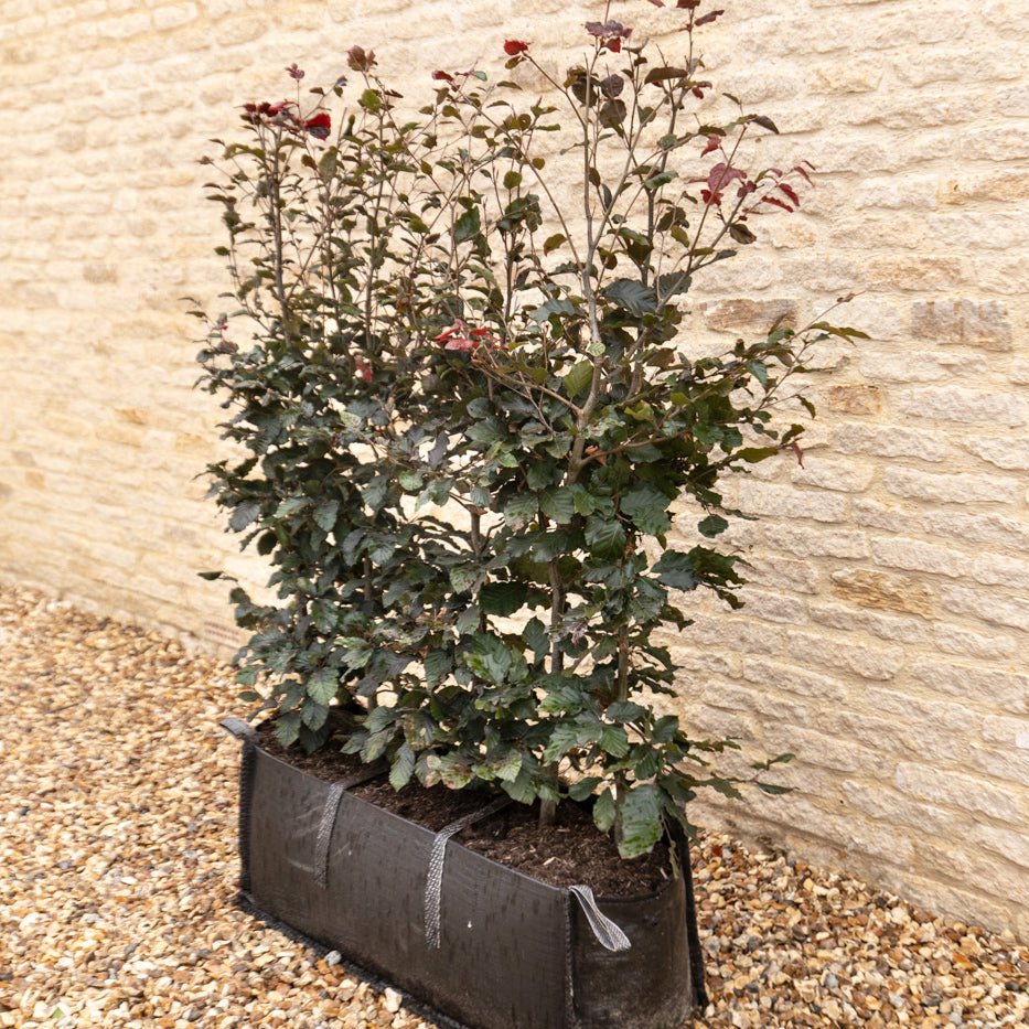 Purple Beech Instant Hedge 120cm (4ft), 1m Hedgebag – Deciduous - Impact Hedging