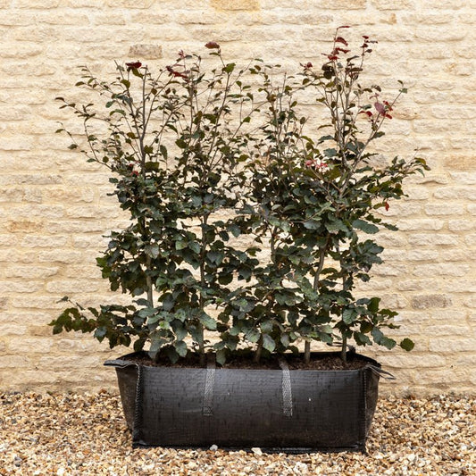 Purple Beech Instant Hedge 120cm (4ft), 1m Hedgebag – Deciduous - Impact Hedging