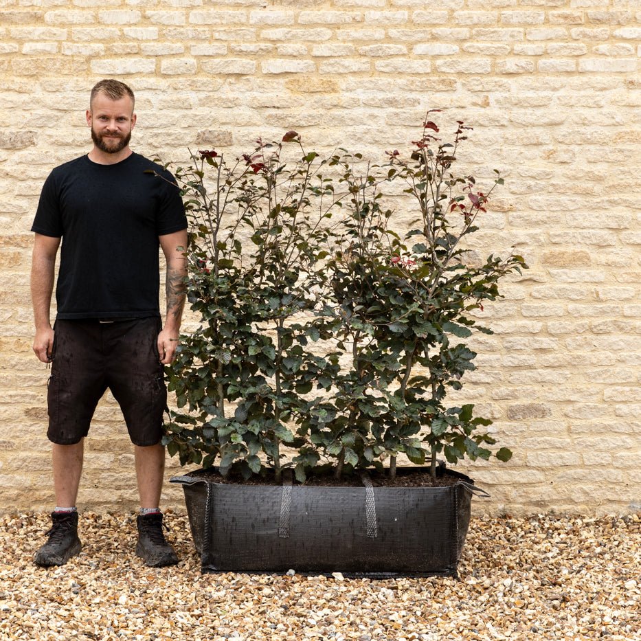 Purple Beech Instant Hedge 120cm (4ft), 1m Hedgebag – Deciduous - Impact Hedging
