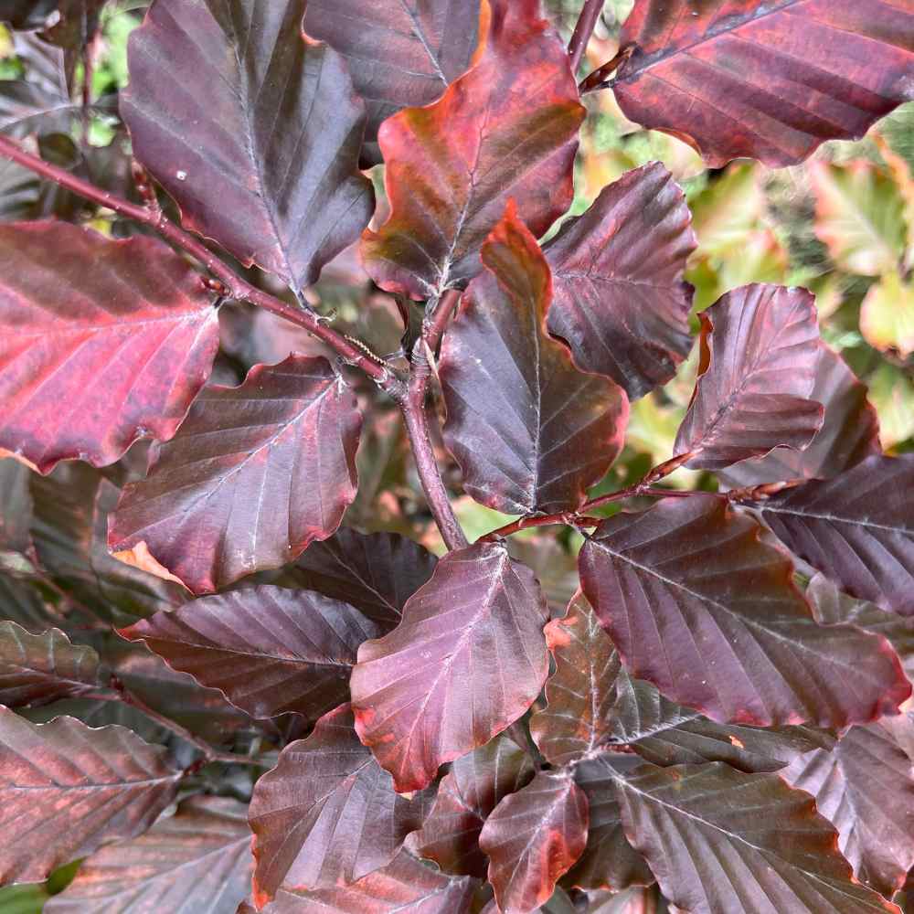 Purple Beech Instant Hedge 70–90cm Trough – Deciduous - Impact Hedging