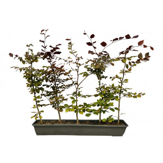 Purple Beech Instant Hedge 70–90cm Trough – Deciduous - Impact Hedging