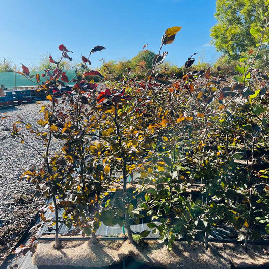 Purple Beech Instant Hedge 70–90cm Trough – Deciduous - Impact Hedging