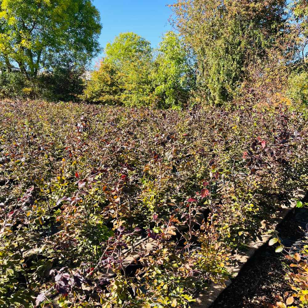 Purple Beech Instant Hedge 70–90cm Trough – Deciduous - Impact Hedging