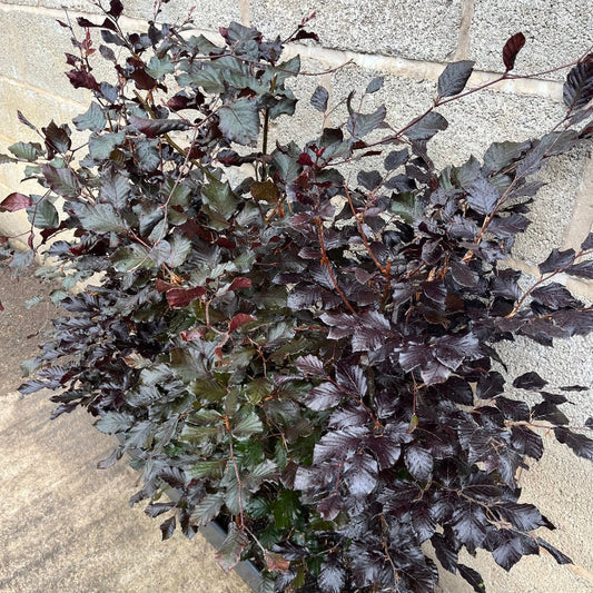 Purple Beech Instant Hedge 80–100cm, 1m Trough – Deciduous - Impact Hedging