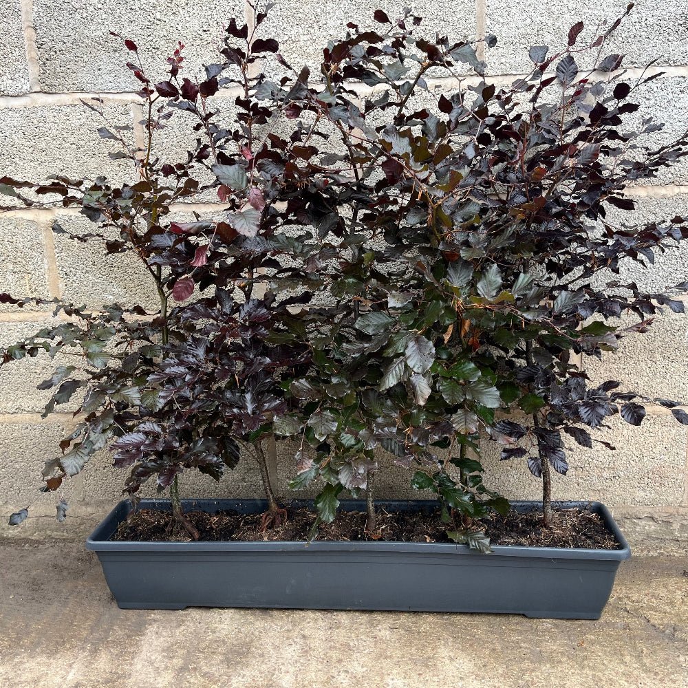 Purple Beech Instant Hedge 80–100cm, 1m Trough – Deciduous - Impact Hedging