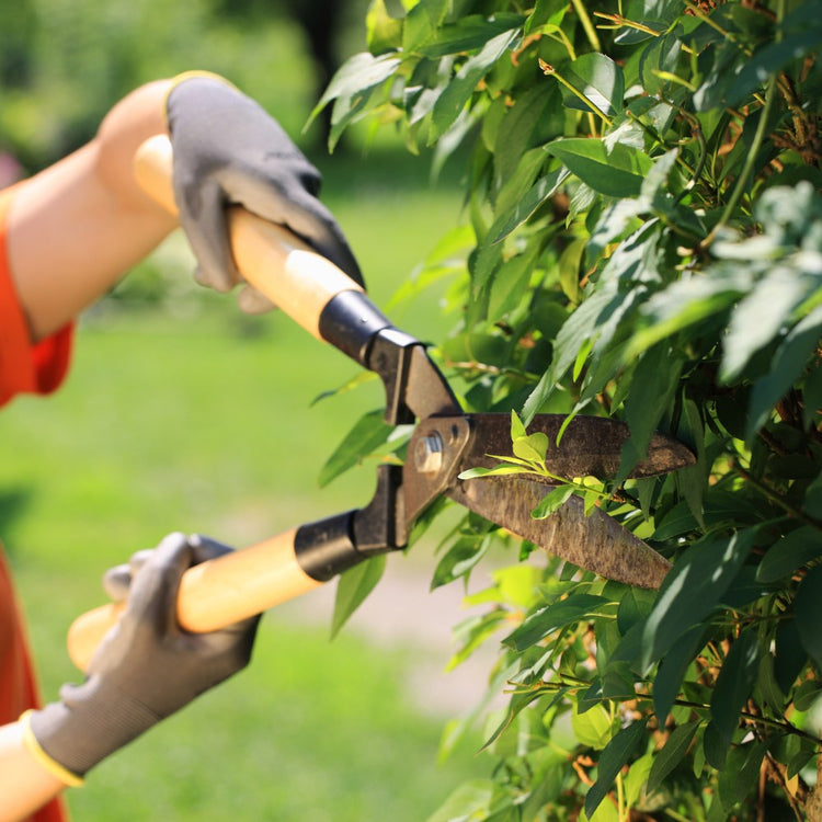 Privet Hedge Guide UK | Planting, Growth & Care | Impact Hedging