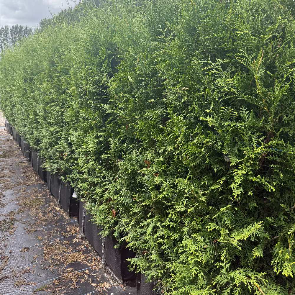 Thuja Instant Hedge 170cm (5.5-6ft), 1m Hedgebag – Evergreen - Impact Hedging