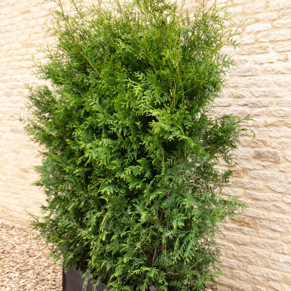 Thuja Instant Hedge 180cm (6ft), 1m Hedgebag – Evergreen - Impact Hedging