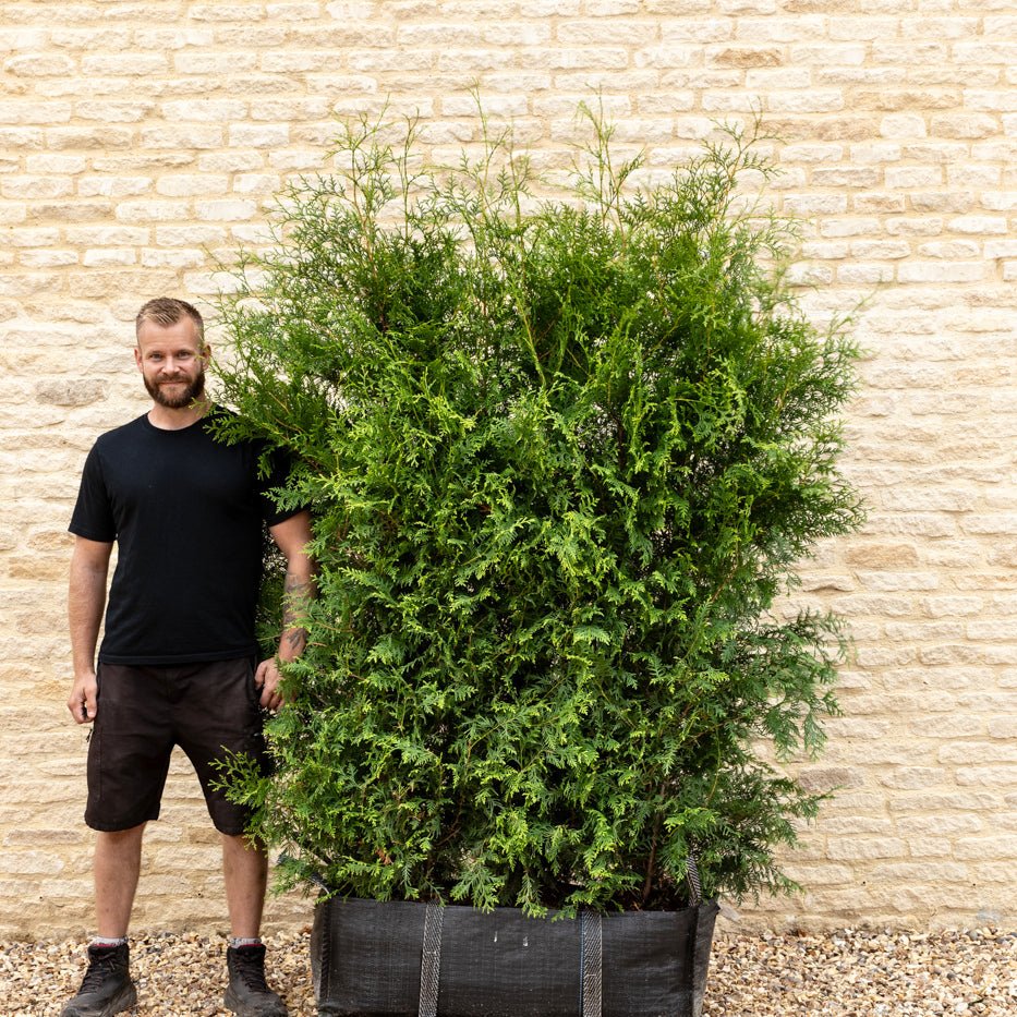 Thuja Instant Hedge 180cm (6ft), 1m Hedgebag – Evergreen - Impact Hedging