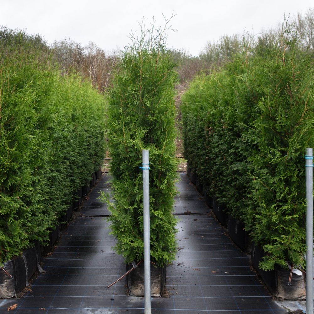 Thuja Instant Hedge 180cm (6ft), 1m Hedgebag – Evergreen - Impact Hedging