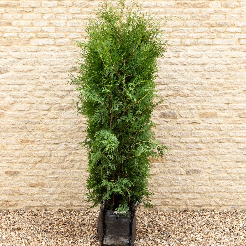 Thuja Instant Hedge 180cm (6ft), 1m Hedgebag – Evergreen - Impact Hedging