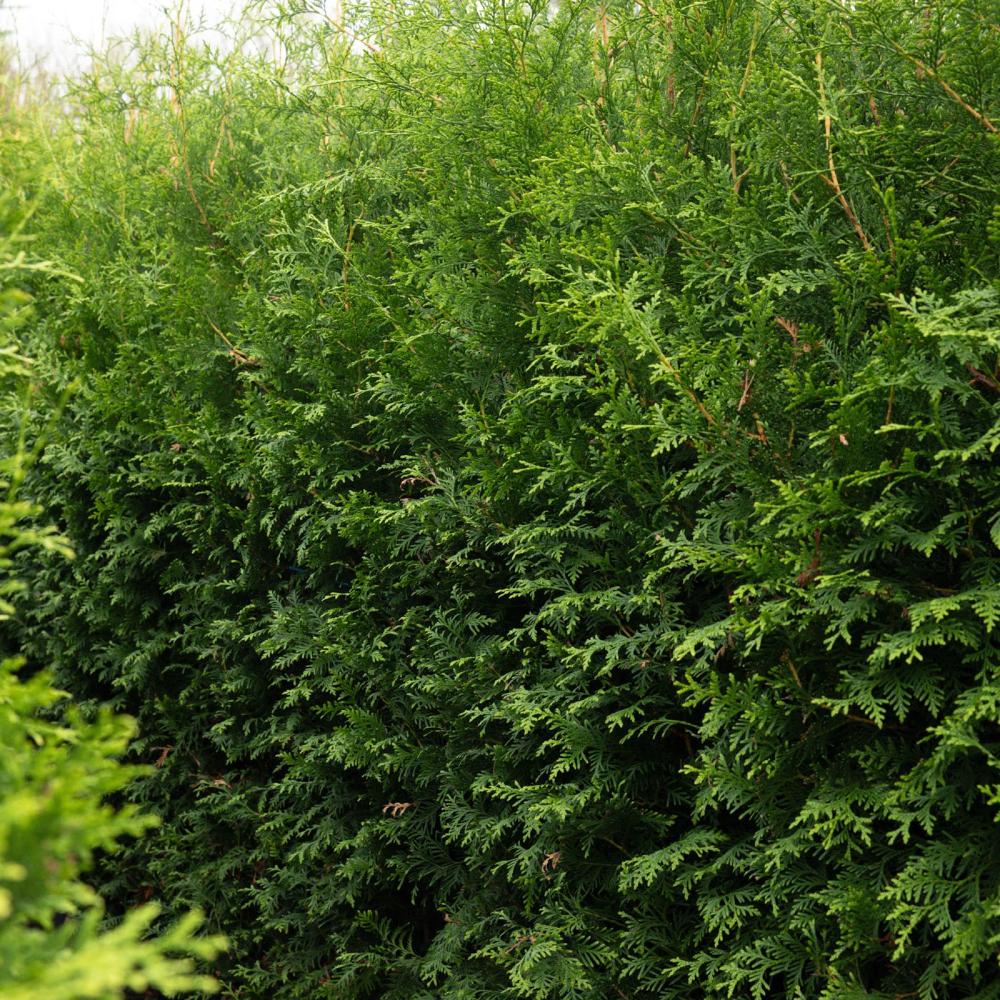 Thuja Instant Hedge 180cm (6ft), 1m Hedgebag – Evergreen - Impact Hedging