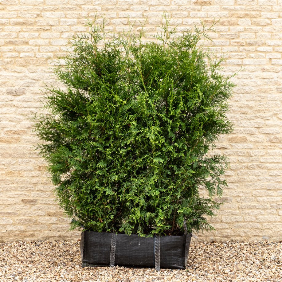 Thuja Instant Hedge 180cm (6ft), 1m Hedgebag – Evergreen - Impact Hedging